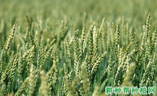 豫麦70小麦品种好不好? 豫麦70小麦品种好不好?