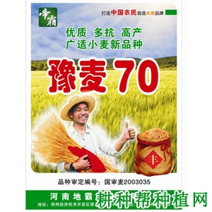 豫麦70小麦品种好不好? 豫麦70小麦品种好不好?