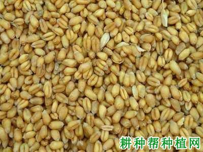 豫麦70小麦品种好不好? 豫麦70小麦品种好不好?