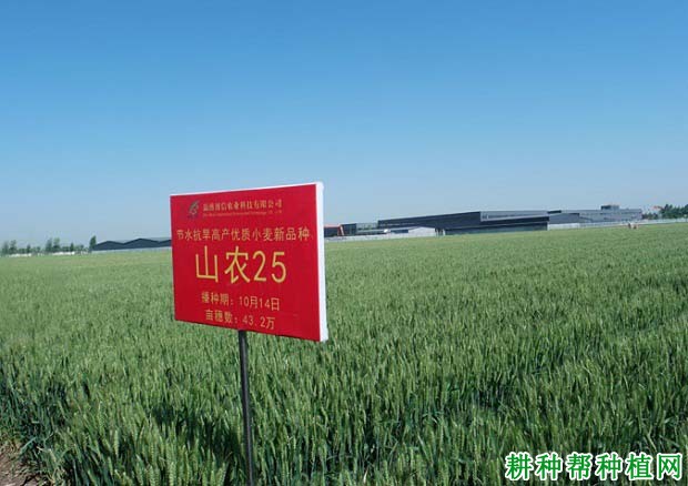 山农25小麦品种好不好? 山农25小麦品种好不好?