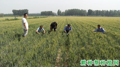 京生麦1号小麦品种好不好? 京生麦1号小麦品种好不好?