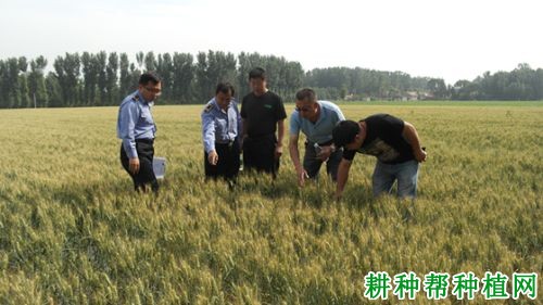 京生麦1号小麦品种好不好? 京生麦1号小麦品种好不好?
