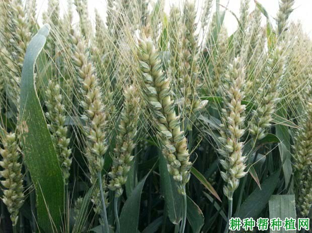 川农27小麦品种好不好? 川农27小麦品种好不好?
