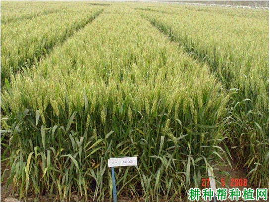 石麦19号小麦品种好不好? 石麦19号小麦品种好不好?