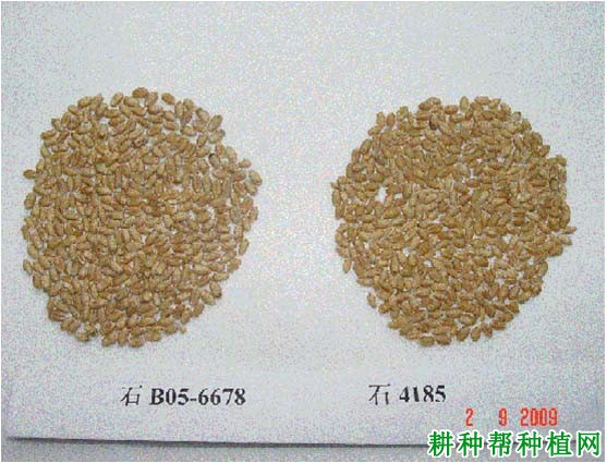 石麦19号小麦品种好不好? 石麦19号小麦品种好不好?