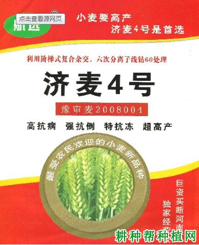 济麦4号小麦品种好不好? 济麦4号小麦品种好不好?