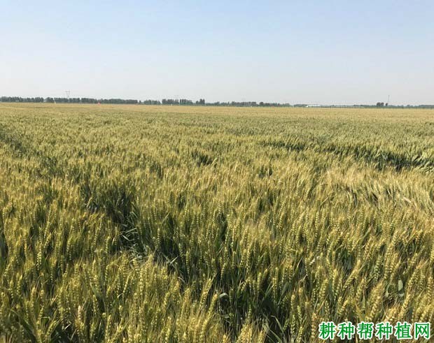 济麦4号小麦品种好不好? 济麦4号小麦品种好不好?