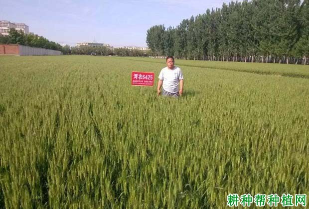 河农6425小麦品种好不好? 河农6425小麦品种好不好?