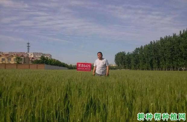河农6425小麦品种好不好? 河农6425小麦品种好不好?