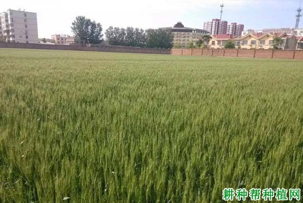 河农6425小麦品种好不好? 河农6425小麦品种好不好?