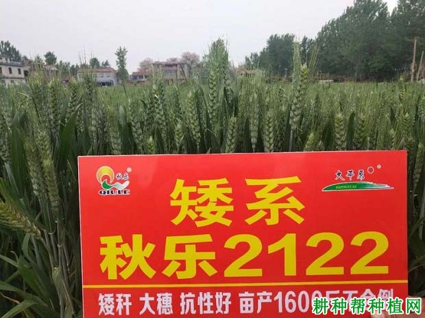 秋乐2122小麦品种好不好? 秋乐2122小麦品种好不好?