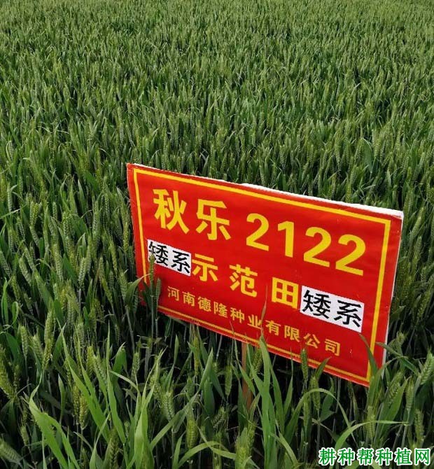 秋乐2122小麦品种好不好? 秋乐2122小麦品种好不好?