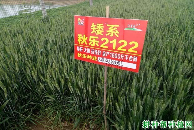 秋乐2122小麦品种好不好? 秋乐2122小麦品种好不好?