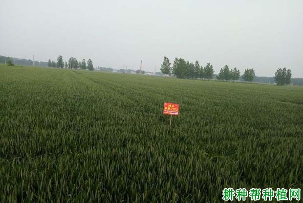 秋乐2122小麦品种好不好? 秋乐2122小麦品种好不好?