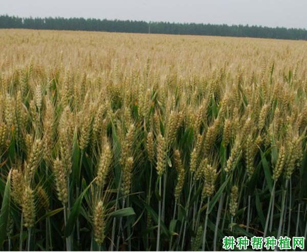 豫农186小麦品种好不好? 豫农186小麦品种好不好?
