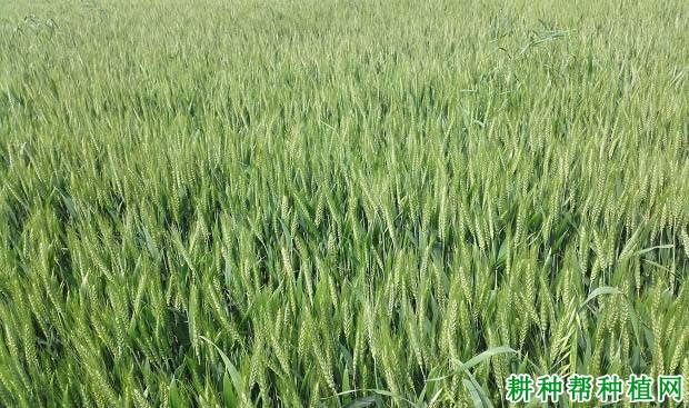 石新616小麦品种好不好? 石新616小麦品种好不好?