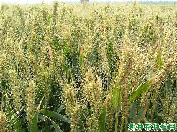 豫农186小麦品种好不好? 豫农186小麦品种好不好?