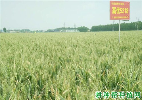 藁优5218小麦品种好不好? 藁优5218小麦品种好不好?