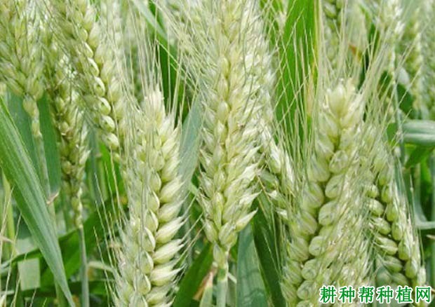 藁优5218小麦品种好不好? 藁优5218小麦品种好不好?