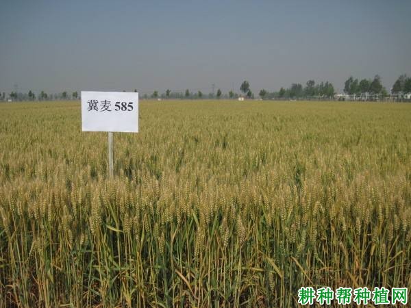 冀麦585小麦品种好不好? 冀麦585小麦品种好不好?