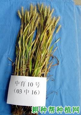 中育10号小麦品种好不好? 中育10号小麦品种好不好?