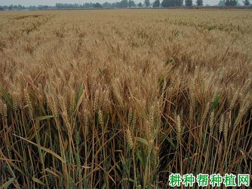 冀麦585小麦品种好不好? 冀麦585小麦品种好不好?