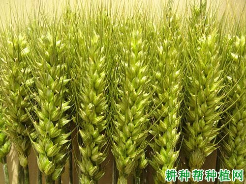 冀麦585小麦品种好不好? 冀麦585小麦品种好不好?