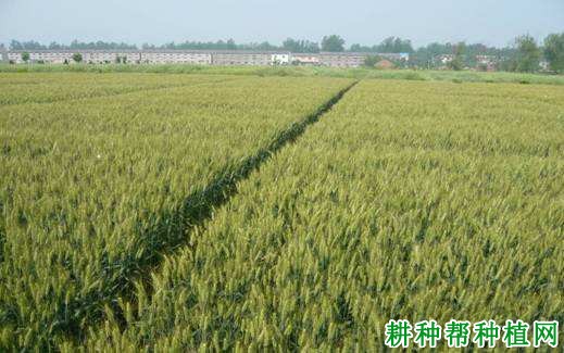 中育10号小麦品种好不好? 中育10号小麦品种好不好?