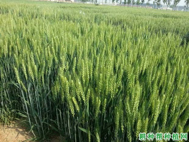 中育10号小麦品种好不好? 中育10号小麦品种好不好?