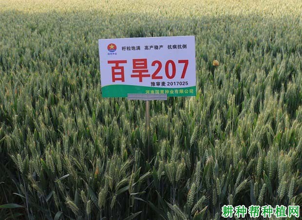 百旱207小麦品种好不好? 百旱207小麦品种好不好?