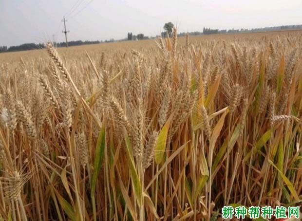 百旱207小麦品种好不好? 百旱207小麦品种好不好?