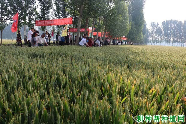 百旱207小麦品种好不好? 百旱207小麦品种好不好?