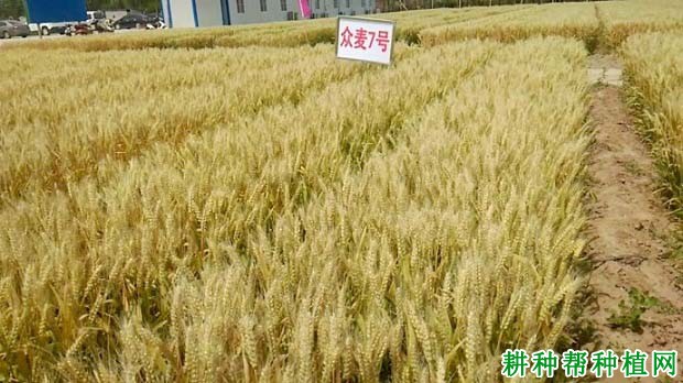 众麦7号小麦品种好不好? 众麦7号小麦品种好不好?