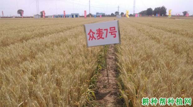 众麦7号小麦品种好不好? 众麦7号小麦品种好不好?