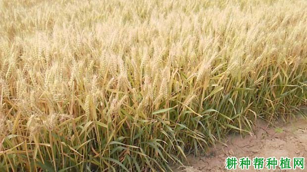 众麦7号小麦品种好不好? 众麦7号小麦品种好不好?
