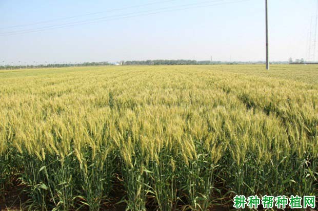 众麦7号小麦品种好不好? 众麦7号小麦品种好不好?