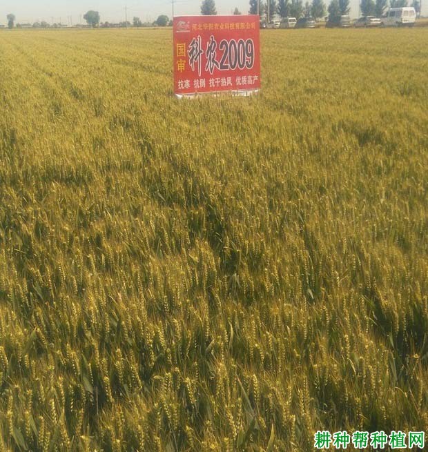 科农2009小麦品种好不好? 科农2009小麦品种好不好?