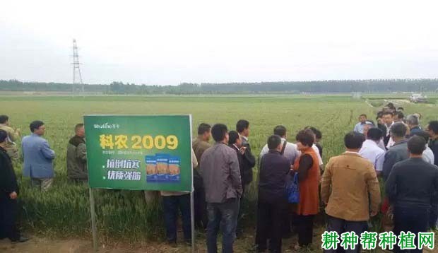 科农2009小麦品种好不好? 科农2009小麦品种好不好?