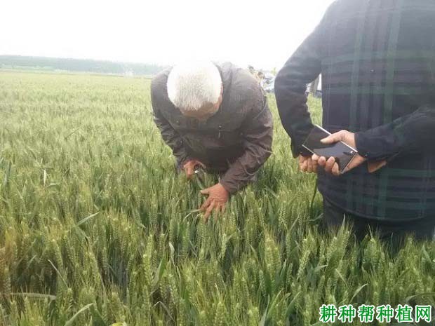 科农2009小麦品种好不好? 科农2009小麦品种好不好?