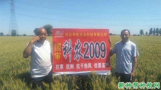 科农2009小麦品种好不好? 科农2009小麦品种好不好?