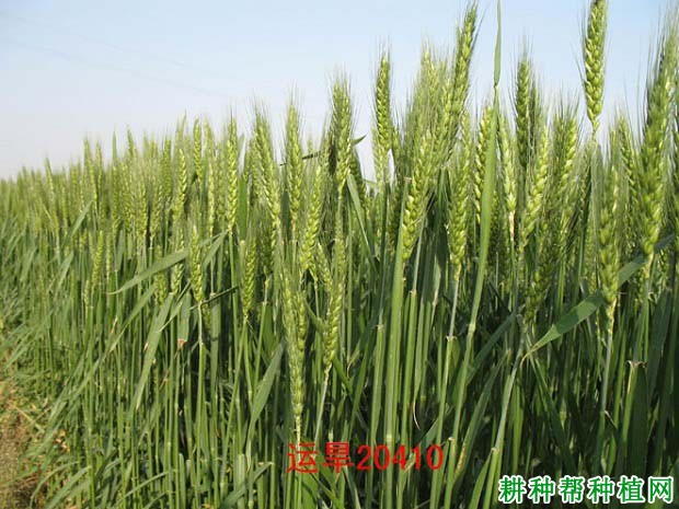 运旱20410小麦品种好不好? 运旱20410小麦品种好不好?