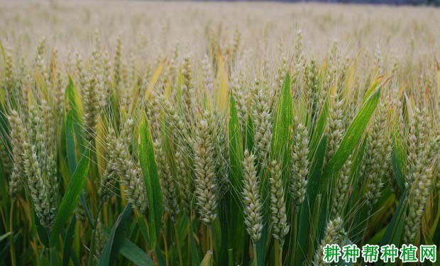 群喜麦4号小麦品种好不好? 群喜麦4号小麦品种好不好?