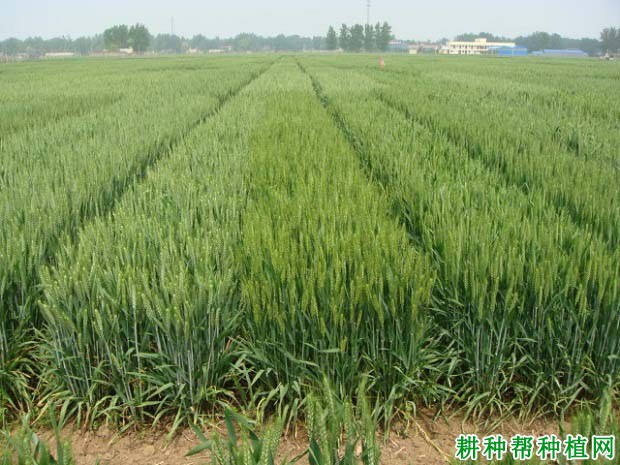 周麦17小麦品种好不好? 周麦17小麦品种好不好?