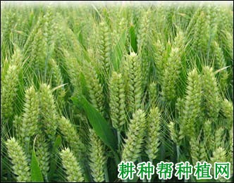 周麦17小麦品种好不好? 周麦17小麦品种好不好?