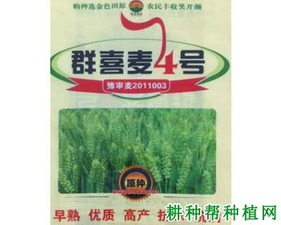 群喜麦4号小麦品种好不好? 群喜麦4号小麦品种好不好?