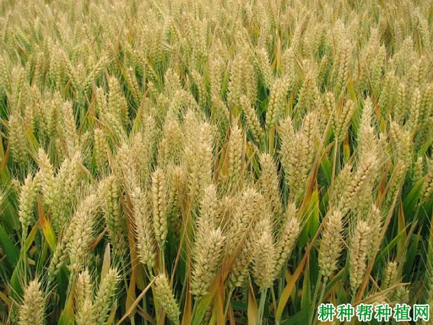 周麦17小麦品种好不好? 周麦17小麦品种好不好?