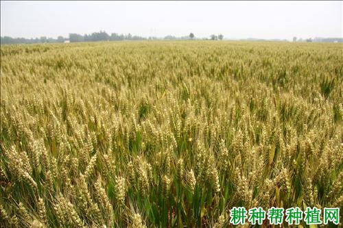 群喜麦4号小麦品种好不好? 群喜麦4号小麦品种好不好?