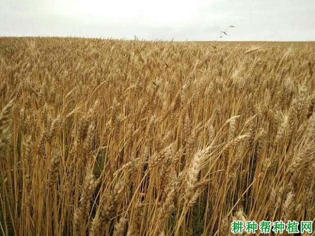 龙麦35小麦品种好不好? 龙麦35小麦品种好不好?