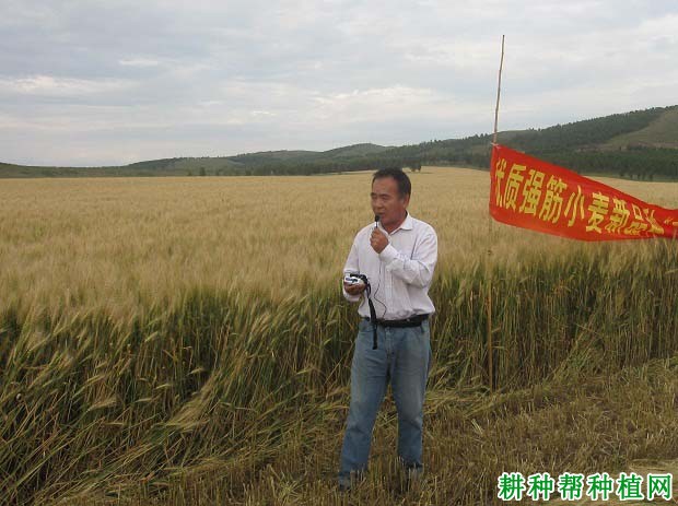 龙麦35小麦品种好不好? 龙麦35小麦品种好不好?