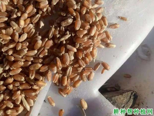 龙麦35小麦品种好不好? 龙麦35小麦品种好不好?